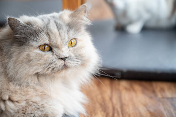 Asian Semi-longhair