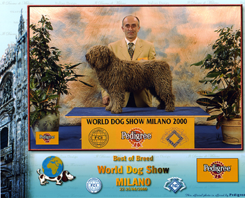 Cheto | Spanish Water Dog 