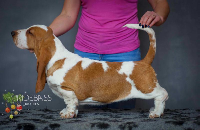 Pridebass Rio Rita | Basset Hound 