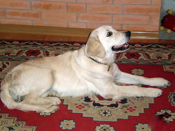 Angelic Face Nobless D'or | Golden Retriever 