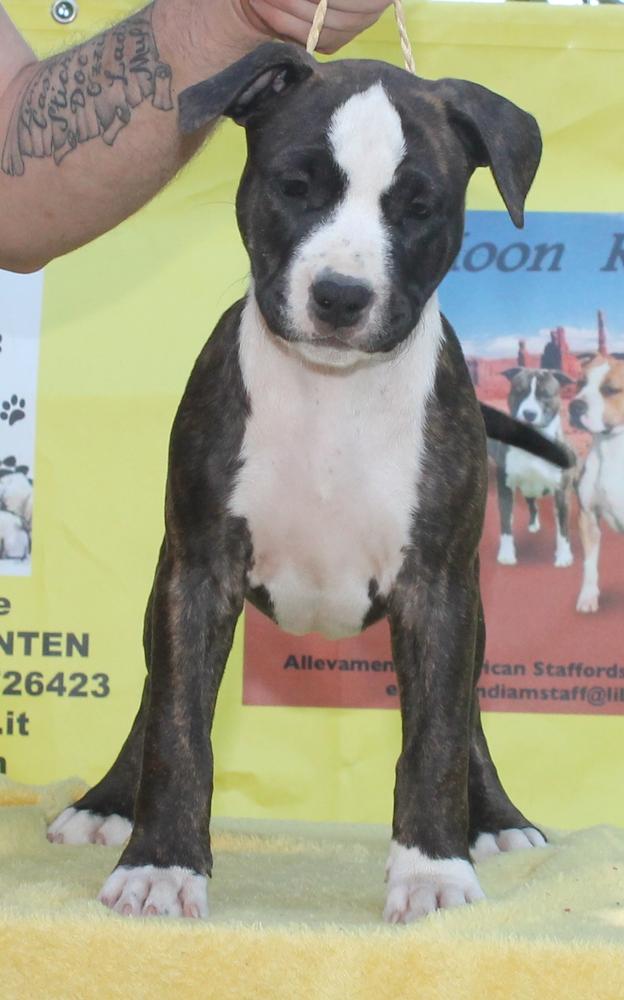 Moon Rock Landi's Ohana | American Staffordshire Terrier 