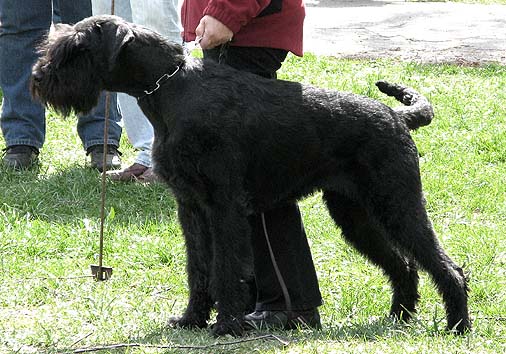 Speedy vom Nordexpress | Giant Schnauzer 