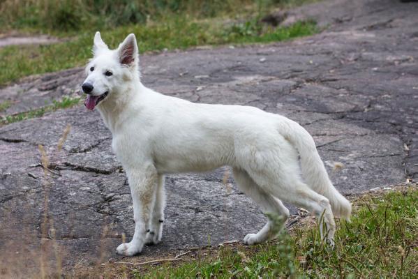 Ilúvatar vom Niehuser See | White Swiss Shepherd Dog 