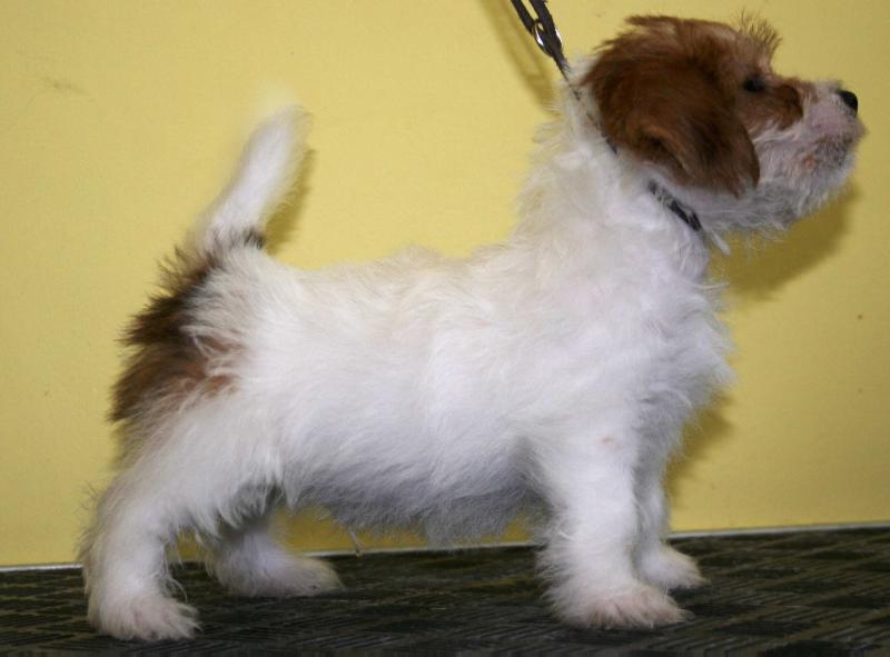 ROYAL DI SAN RUFFINO JACK AGENTE 007 | Jack Russell Terrier 