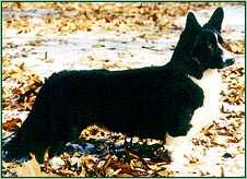 Coedwig Vestavia Luminescence CDX RAE PT OA OAJ OAP OJP ROMg | Cardigan Welsh Corgi 