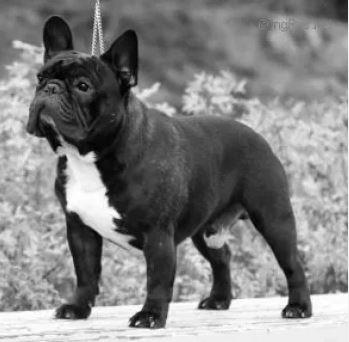 A'Vigdors Sirocco | French Bulldog 