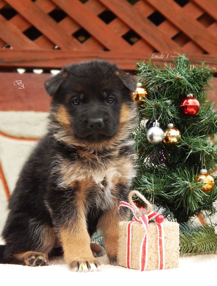 Bugatti Vitesse | German Shepherd Dog 