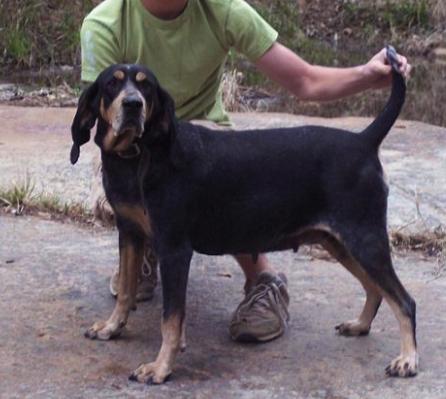 Rock Creek Blue Bobbie Ann | Bluetick Coonhound 