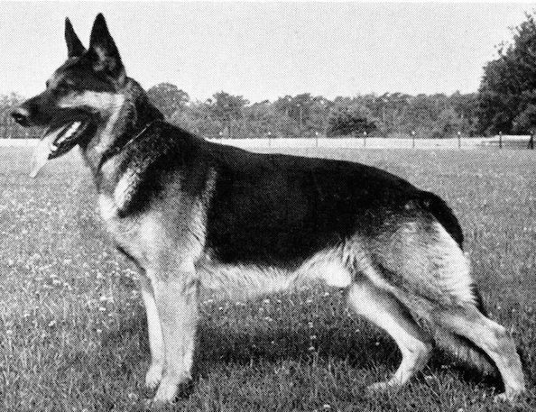 Lido vom Friedlichenheim | German Shepherd Dog 