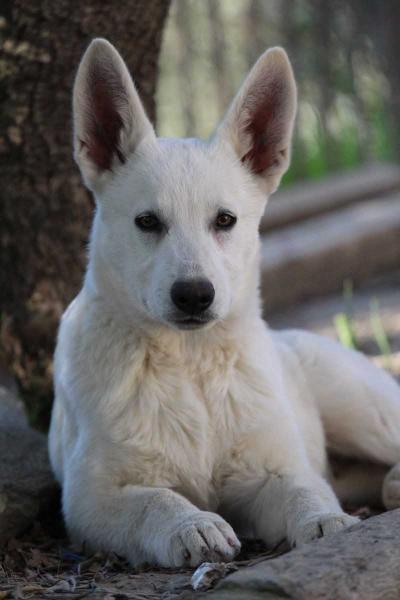 Born to Win Warrior Che Guevara | White Swiss Shepherd Dog 