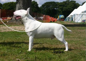 nostrettap celtic star at kilacabar ch | Bull Terrier 