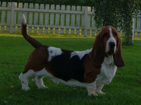 Bassestugans Delux Dalton | Basset Hound 