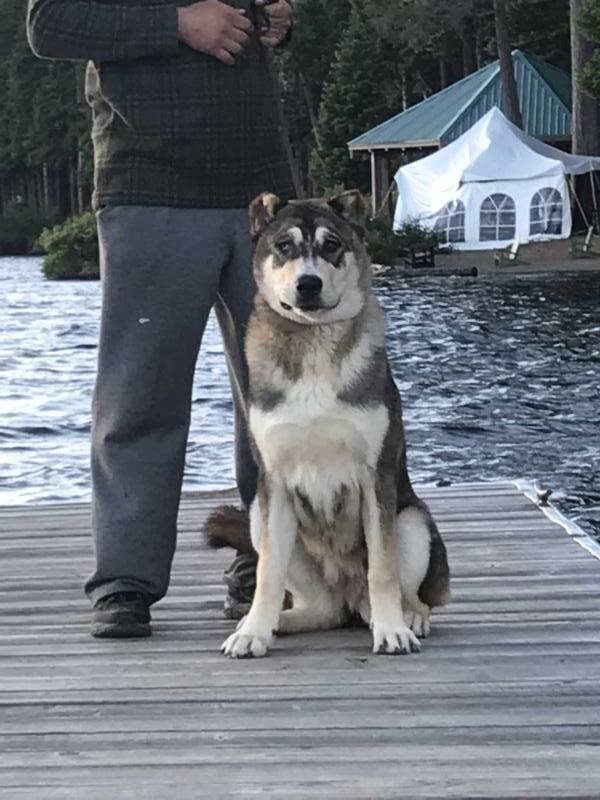 Sweet Beulah Land Sila V Krovi | Caucasian Mountain Dog 