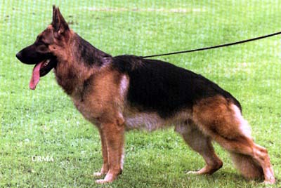 Markos du Clos de Patmisand | German Shepherd Dog 