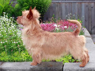 Tanamier`s Sun Star Aisa | Australian Terrier 