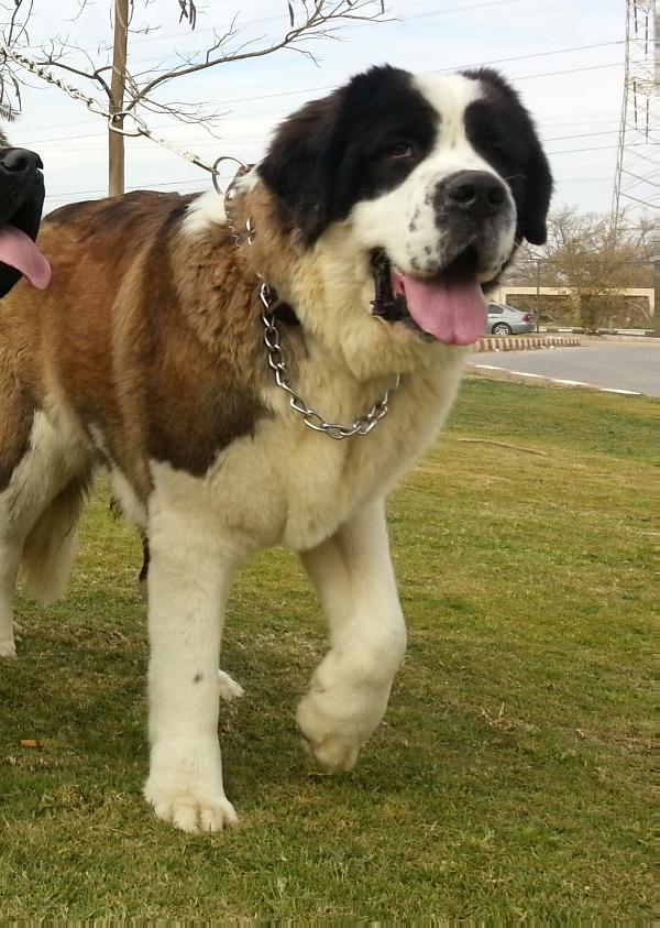 Dexy titans empire | Saint Bernard 