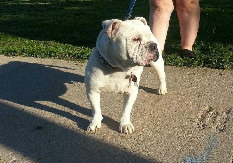 Big Boy | Olde English Bulldogge 