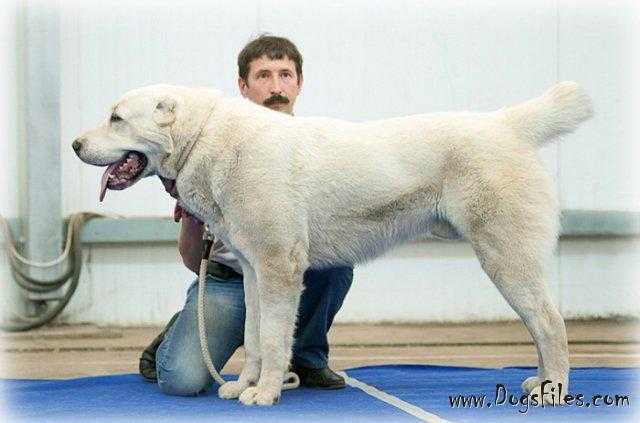 Emsher | Central Asian Shepherd Dog 