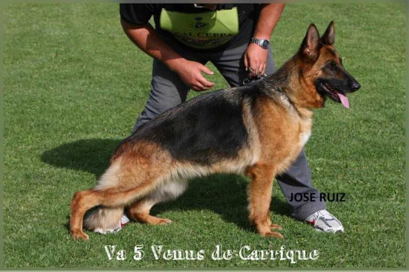 Venus De Carrique | German Shepherd Dog 
