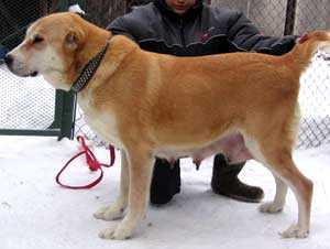 VIZA | Central Asian Shepherd Dog 