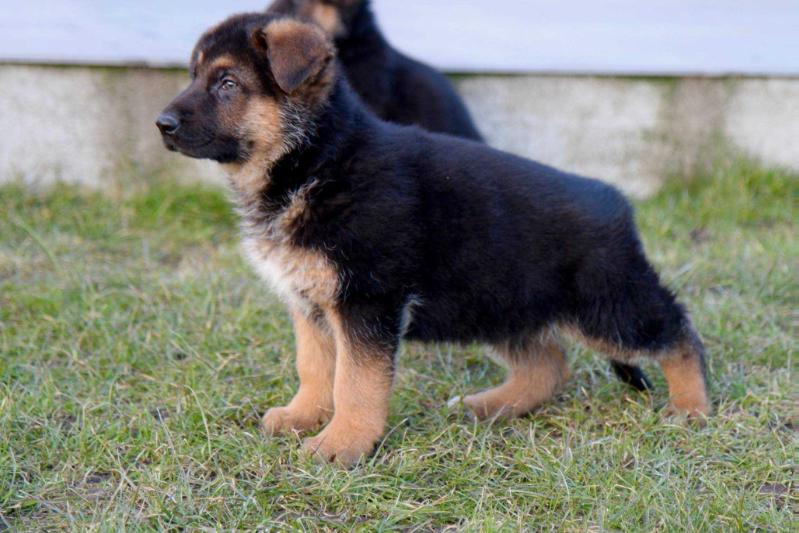 Karat's Presley | German Shepherd Dog 
