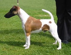 Texforrier Here We Go | Smooth Fox Terrier 