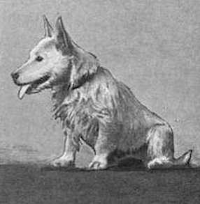 Pillenweem Billy | West Highland White Terrier 