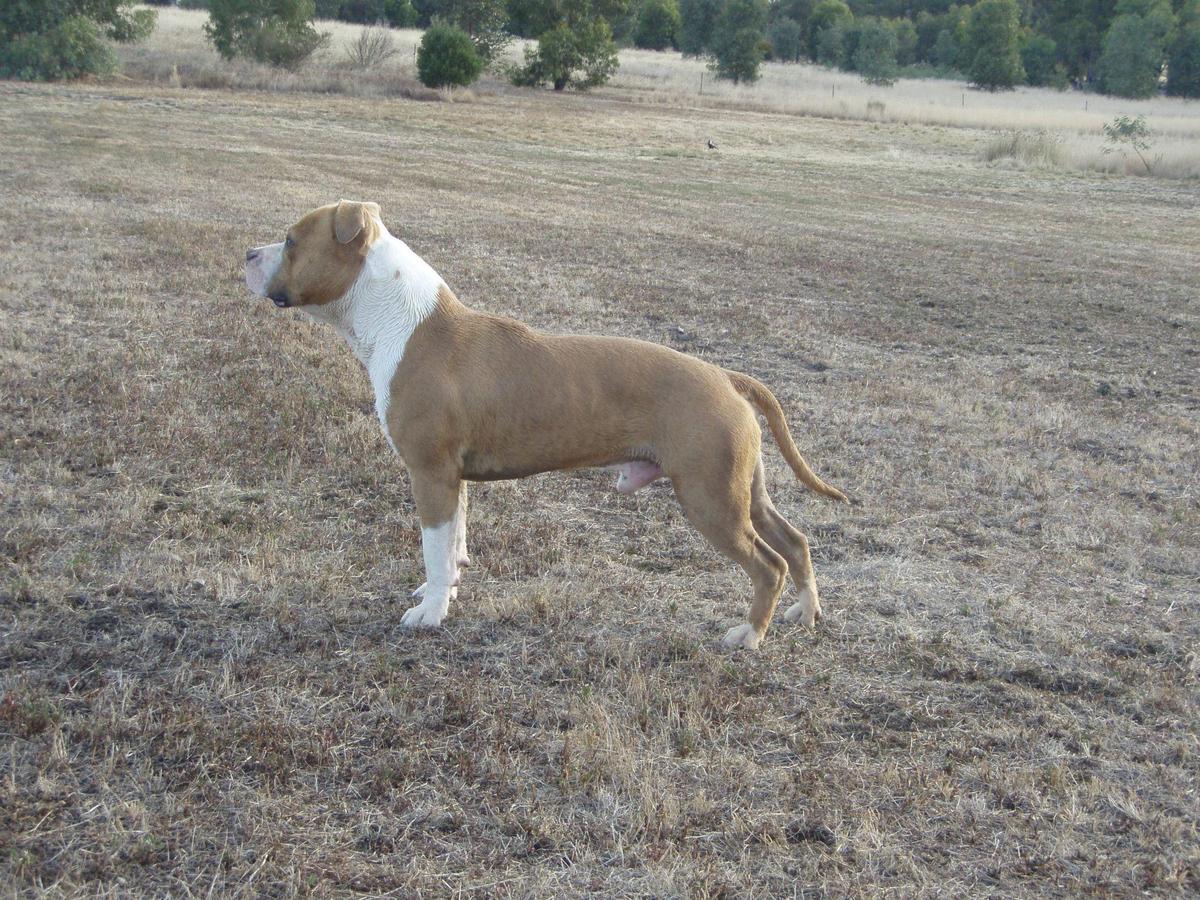 Rythmnblu Lil Gold Rock | American Staffordshire Terrier 