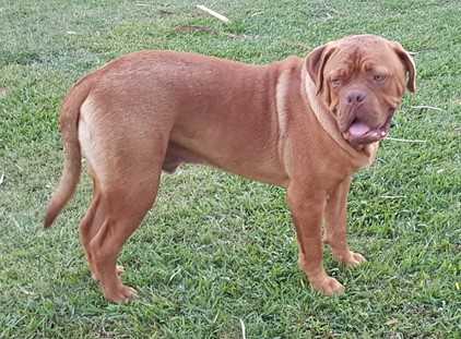 Keyartay Rocko | Dogue de Bordeaux 