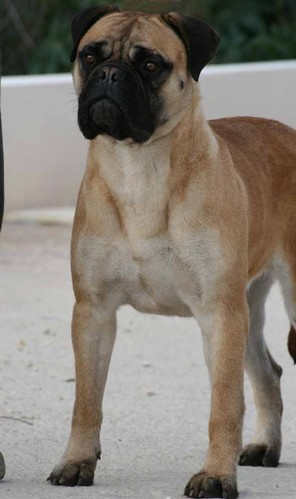 Ardhub Stop and Stare | Bullmastiff 