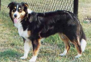 Boice's Breeze | English Shepherd 