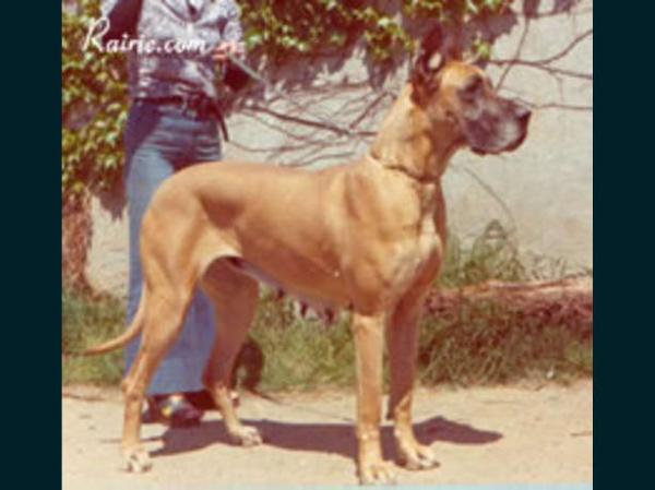 Vania Du Gui De La Michardiere | Great Dane 