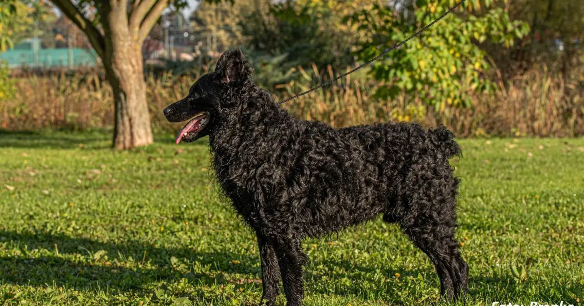 Croatian Sheepdog