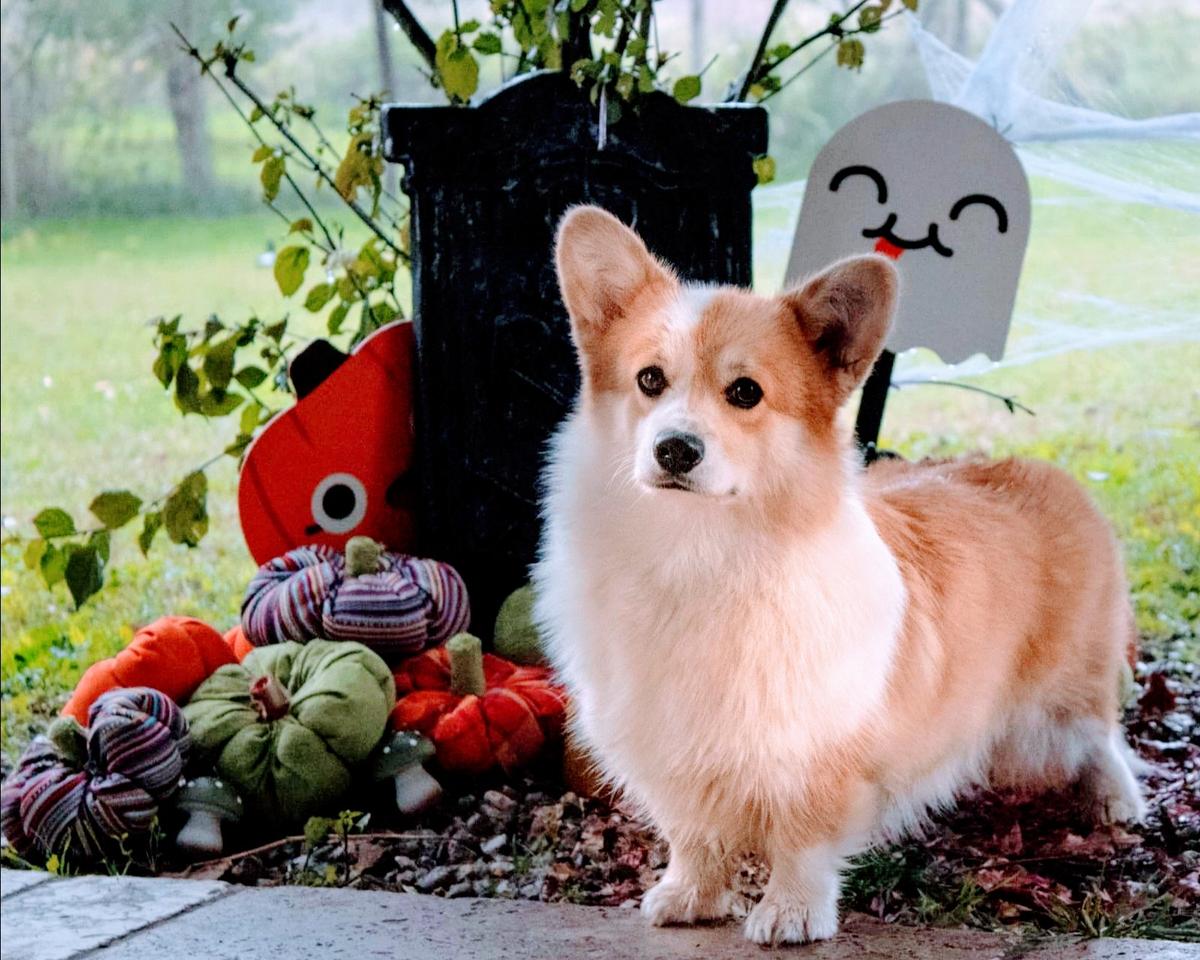 Chia Quinoa De Kartenhaus | Pembroke Welsh Corgi 