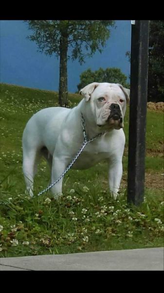 Craigs Lola | American Bulldog 