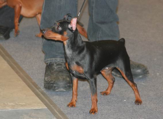 Bohayskiy Talisman Arabeska | Miniature Pinscher 