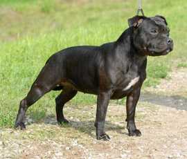 Skyfire Blessing Allisen | Staffordshire Bull Terrier 