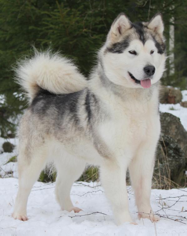 Cahppes Magical Way of Life | Alaskan Malamute 