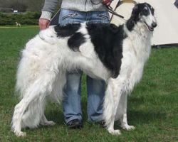 Almazka Legenda Rossij | Borzoi 