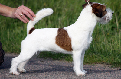 Saltisgardens Nikita | Jack Russell Terrier 