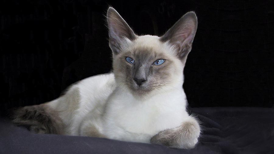 Javanese (Colorpoint Longhair)