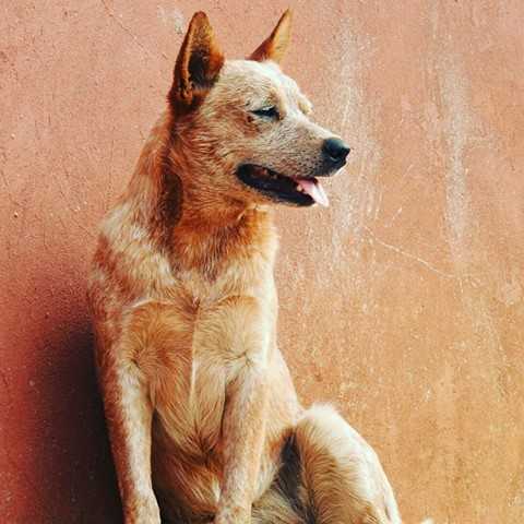 QUALITY HEELER'S QUASAR MEDUSA of Heeler Selivon | Australian Cattle Dog 