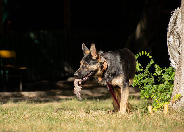 Ladoga Kinopol | German Shepherd Dog 