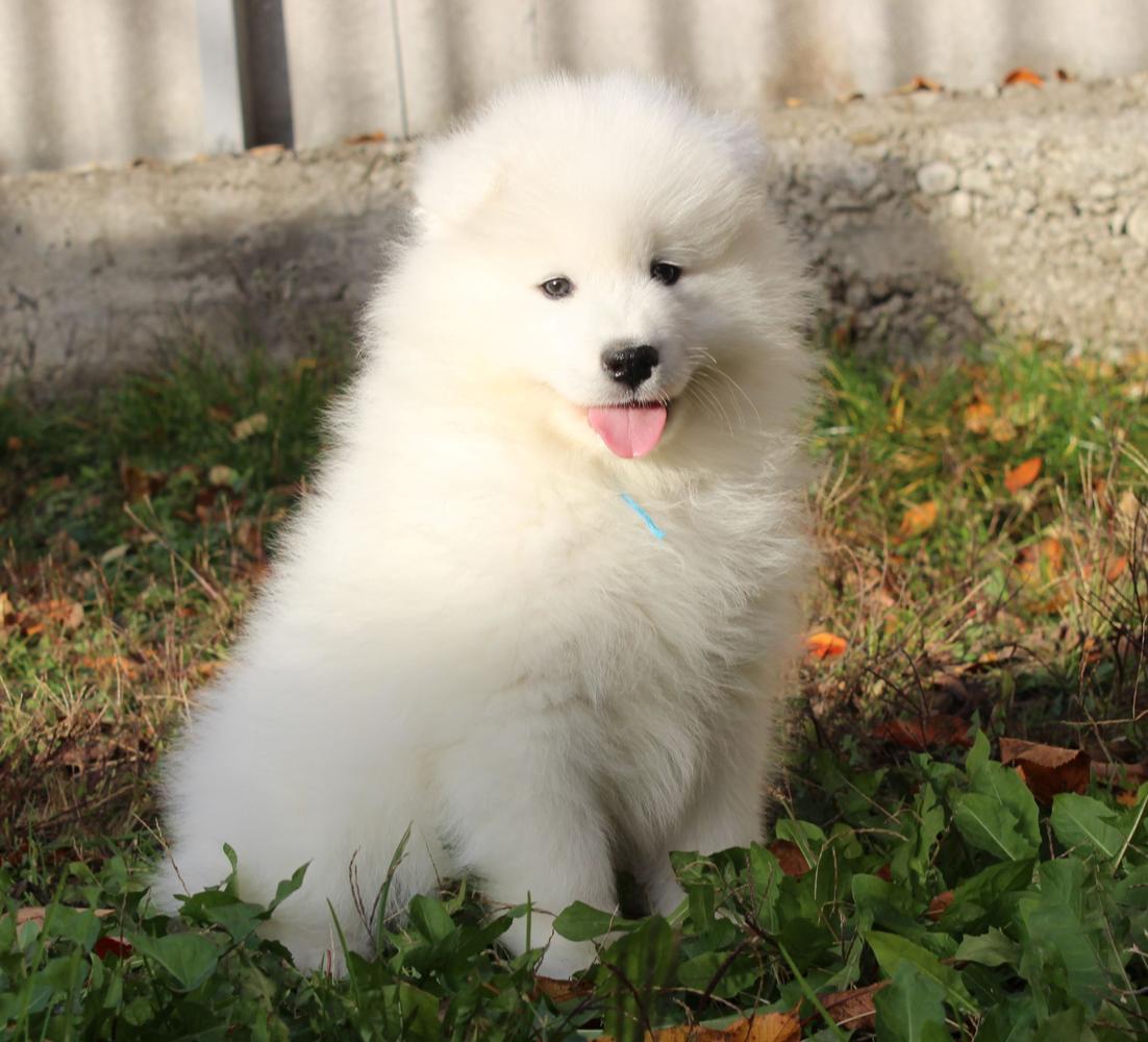 Felix from Kel'bin treasure-house | Samoyed 