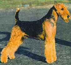 Jokyl American Express | Airedale Terrier 