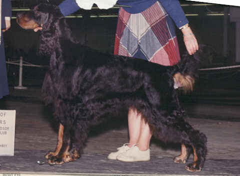 Tri-Sett Hamilton Taylor Hill | Gordon Setter 