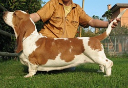 Pincalongadutchchicory | Basset Hound 