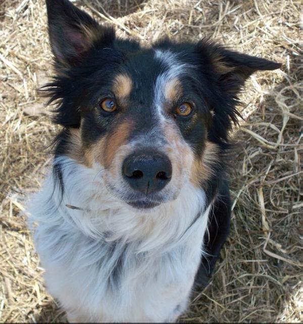 Max ABC 279785 | Border Collie 