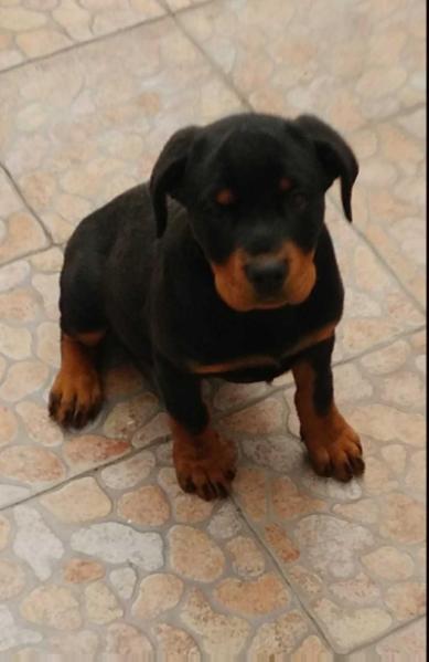 Barbie del angel | Rottweiler 