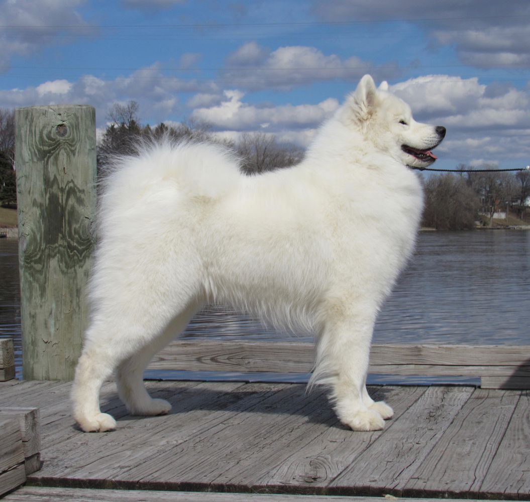 White Eagle's Larger Than Life | Samoyed 